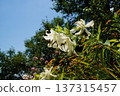 White lilies shining in the blue sky 137315457
