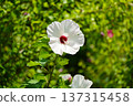 White Titanobicus shining against the fresh greenery 137315458