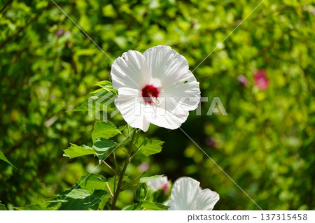 White Titanobicus shining against the fresh greenery White Titanobicus shining against the fresh greenery 137315458