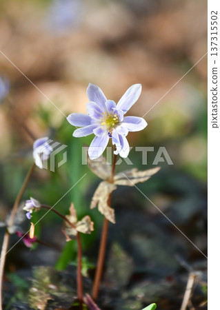 雪滴花銀蓮花 雪滴花銀蓮花 137315502