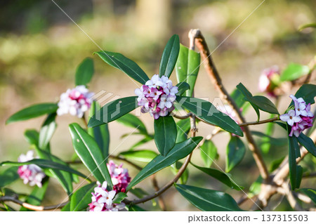 Daphne odora Winter Daphne Daphne odora Winter Daphne 137315503