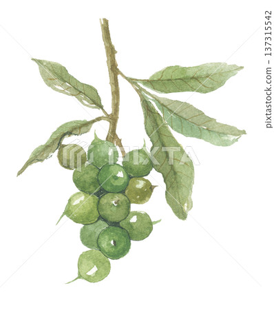 Watercolor macadamia 137315542