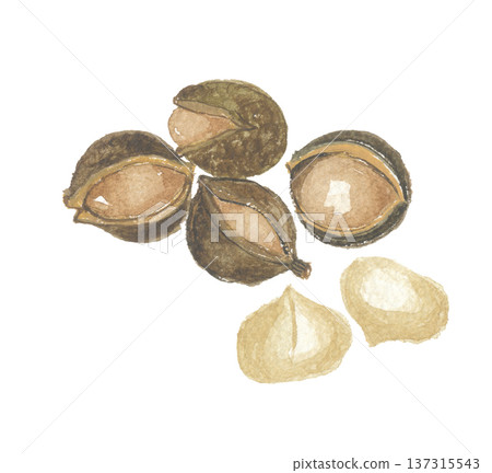 Watercolor macadamia nuts 137315543