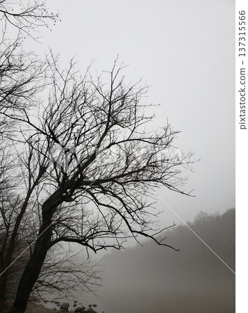 Fog Over the Scioto River in Late Winter, Scioto Park, Dublin, Ohio 137315566