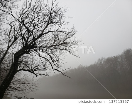 Fog Over the Scioto River in Late Winter, Scioto Park, Dublin, Ohio 137315567