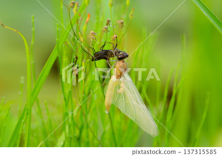 Emergence of butterfly 137315585