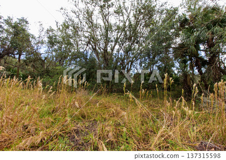Kilpatrick Hammock, Kissimmee Prairie Preserve State Park, Florida Kilpatrick Hammock, Kissimmee Prairie Preserve State Park, Florida 137315598