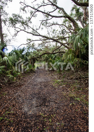 Kilpatrick Hammock, Kissimmee Prairie Preserve State Park, Florida 137315600
