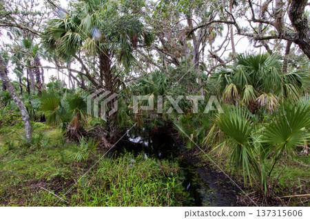 Kilpatrick Hammock, Kissimmee Prairie Preserve State Park, Florida Kilpatrick Hammock, Kissimmee Prairie Preserve State Park, Florida 137315606
