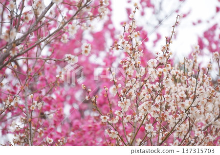 White plum blossoms against a background of red plums 10 White plum blossoms against a background of red plums 10 137315703