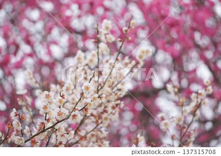 White plum blossoms against a background of red plums 5 White plum blossoms against a background of red plums 5 137315708