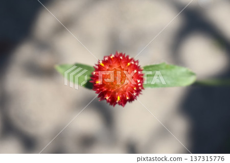 Sennichikou花 137315776