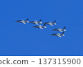 藍色的衝動在藍天中飛翔 137315900