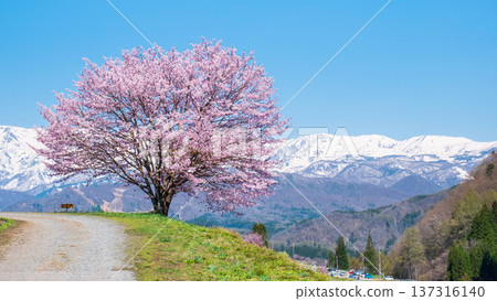 One cherry tree of Nodaira One cherry tree of Nodaira 137316140