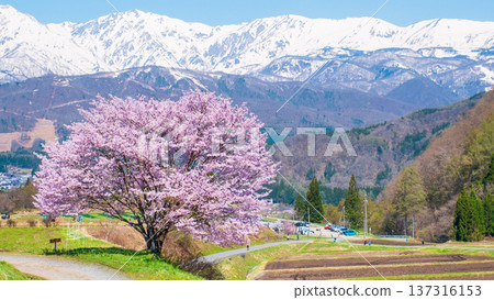 One cherry tree of Nodaira 137316153