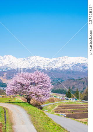 One cherry tree of Nodaira One cherry tree of Nodaira 137316154