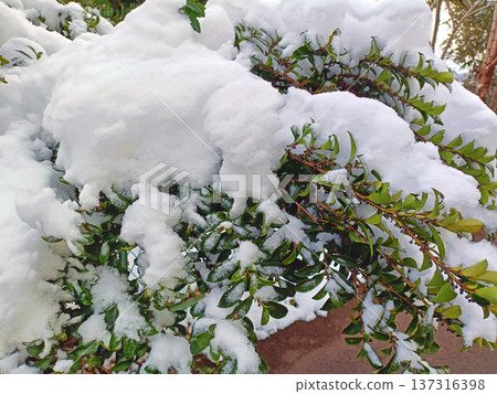 Green leaves with snow 137316398