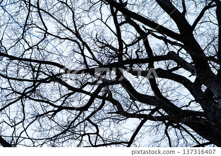 Tree extending in the sky Tree extending in the sky 137316407