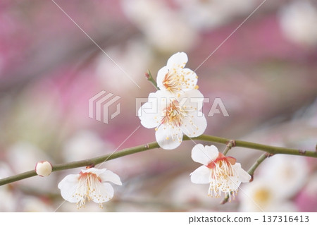 白梅花 白梅花 137316413