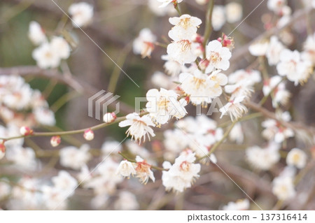 盛開的白色梅花 盛開的白色梅花 137316414