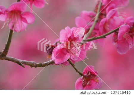 Close-up shot of red plum blossoms 137316415