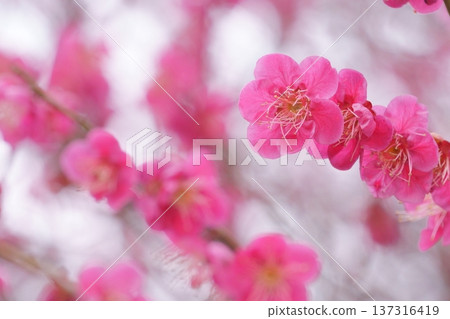 背景是帶有散景效果的紅色梅花 背景是帶有散景效果的紅色梅花 137316419