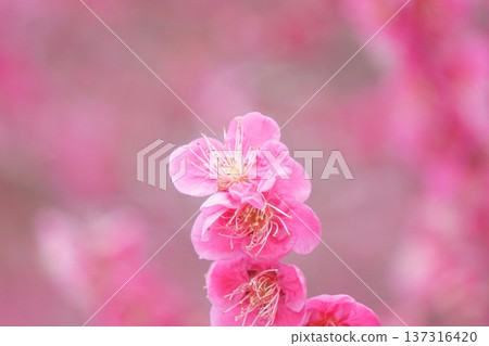 枝頭盛開著鮮紅的梅花 枝頭盛開著鮮紅的梅花 137316420