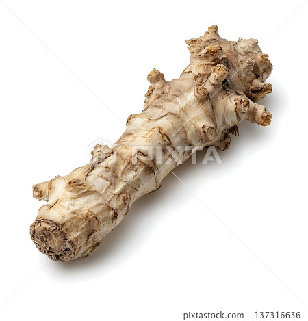 Fresh horseradish root with rough texture on a white background for culinary uses 137316636