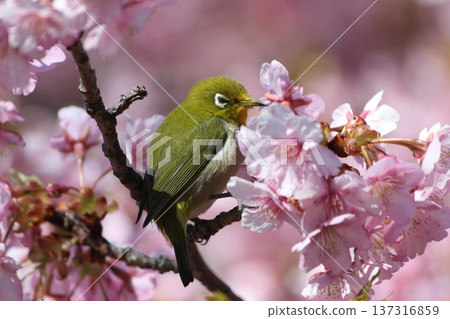 Seto Inland Sea: Kawazu cherry blossoms in early spring and Japanese white-eyes sucking nectar Seto Inland Sea: Kawazu cherry blossoms in early spring and Japanese white-eyes sucking nectar 137316859
