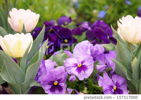 White tulips and purple pansies White tulips and purple pansies 137317000