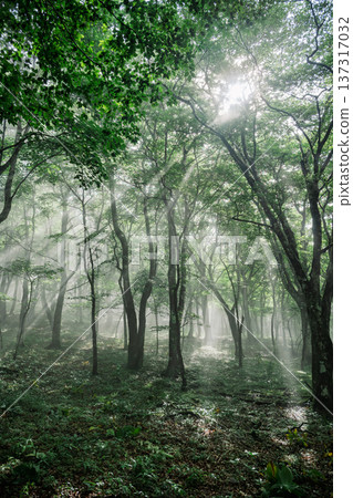 A mountain trail bathed in rays of light - Mt. Mikuni 137317032