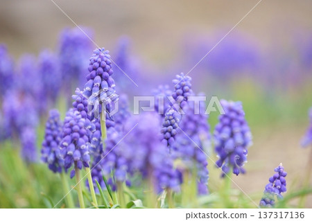 春季花卉:藍紫色風信子 春季花卉:藍紫色風信子 137317136