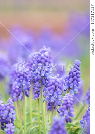 花壇裡盛開的穆斯卡里花 花壇裡盛開的穆斯卡里花 137317137