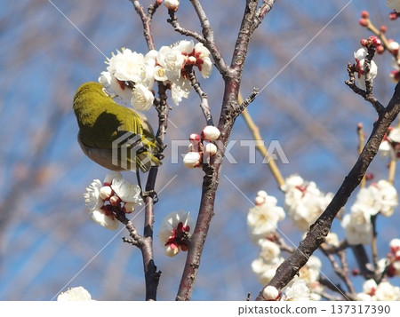Mejiro吮吸梅花的蜂蜜 Mejiro吮吸梅花的蜂蜜 137317390