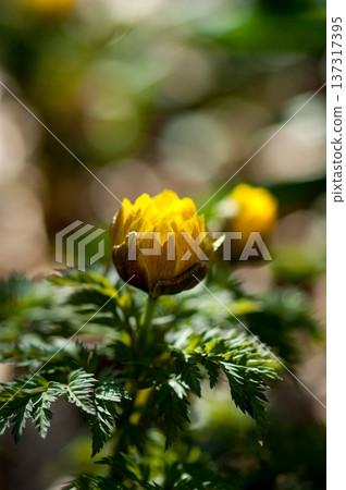 阿多尼斯 阿多尼斯 137317395