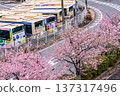 Early-blooming cherry blossoms in full bloom along the sidewalk 137317496