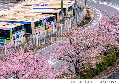 人行道旁,早春櫻花盛開。 人行道旁,早春櫻花盛開。 137317496
