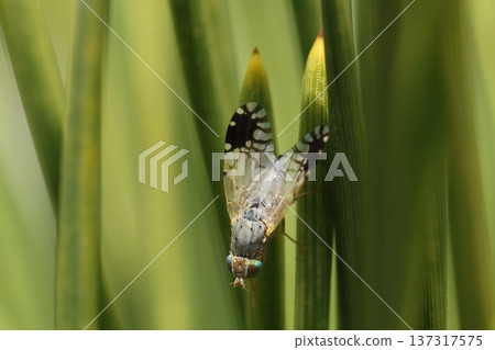 Living creatures, insects, the spotted scorpion fly, body length 2-3 mm. I often see it in the nearby pine forest in early spring. Living creatures, insects, the spotted scorpion fly, body length 2-3 mm. I often see it in the nearby pine forest in early spring. 137317575