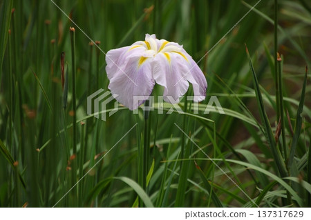 鳶尾乳霜 3 137317629