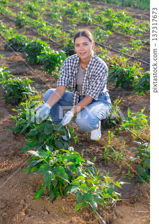 Woman works on plantation and performs work on cultivation of edible crops, peppers, haricot bean 137317673