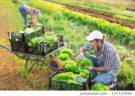 Adult man harvesting lettuce in field 137317694