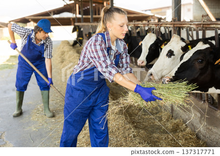 Female farmer giving grass to cows in stall Female farmer giving grass to cows in stall 137317771