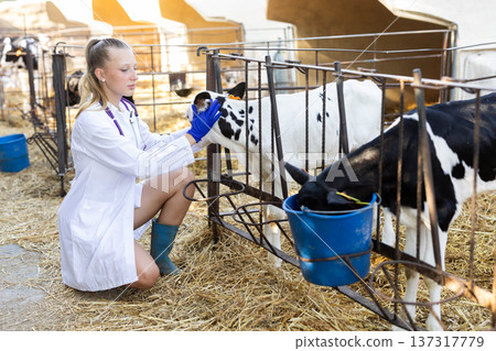 Young female vet checking health of small calf 137317779