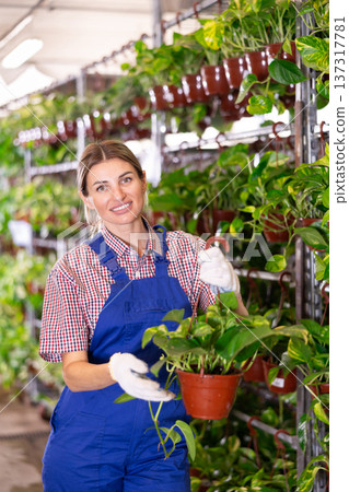 Female flower shop worker takes care of flowers pothos tutor indoor 137317781