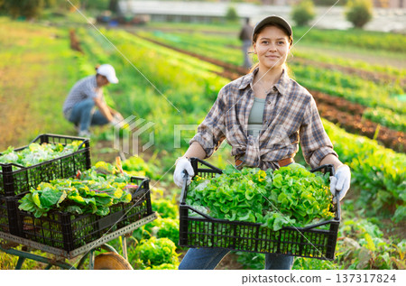 Female worker carries plastic box with harvest of lettuce salad Female worker carries plastic box with harvest of lettuce salad 137317824