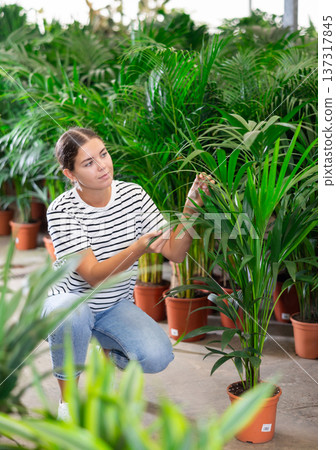 Woman view leaf of palm areca houseplant in store for amateur gardeners. Woman view leaf of palm areca houseplant in store for amateur gardeners. 137317845