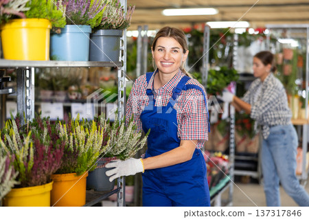 Smiling female florist arranging pots with blooming heather Smiling female florist arranging pots with blooming heather 137317846