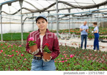 female gardener shows and offers to choose between pink and red geraniums transplant seedlings 137317867