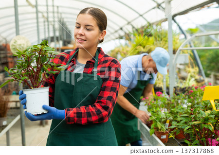 Portrait of woman florist while gardening with Guinea Impatiens in greenhouse Portrait of woman florist while gardening with Guinea Impatiens in greenhouse 137317868