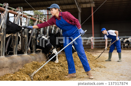 Farmer feeds cows with fresh grass in cowshed of dairy farm 137317874